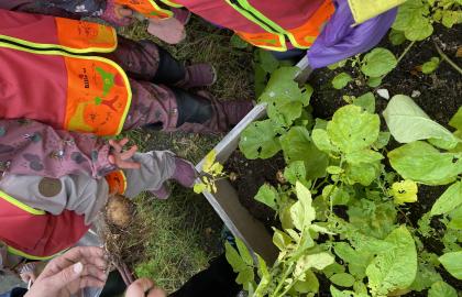Barn som steller grønnsakhagen i Gimle studentbarnehage